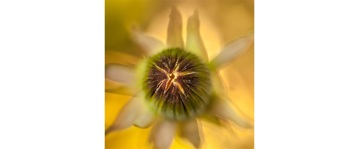 image taken by Lisa Mossel Vietze